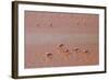 A Flock of Pink Andean Flamingos in Laguna Colorada, Sud Lipez Region, Southwestern Bolivia-Sergio Ballivian-Framed Photographic Print