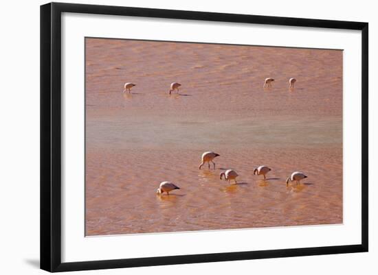 A Flock of Pink Andean Flamingos in Laguna Colorada, Sud Lipez Region, Southwestern Bolivia-Sergio Ballivian-Framed Photographic Print