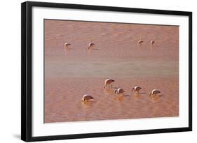 A Flock of Pink Andean Flamingos in Laguna Colorada, Sud Lipez Region, Southwestern Bolivia-Sergio Ballivian-Framed Photographic Print