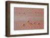 A Flock of Pink Andean Flamingos in Laguna Colorada, Sud Lipez Region, Southwestern Bolivia-Sergio Ballivian-Framed Photographic Print