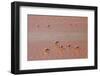 A Flock of Pink Andean Flamingos in Laguna Colorada, Sud Lipez Region, Southwestern Bolivia-Sergio Ballivian-Framed Photographic Print