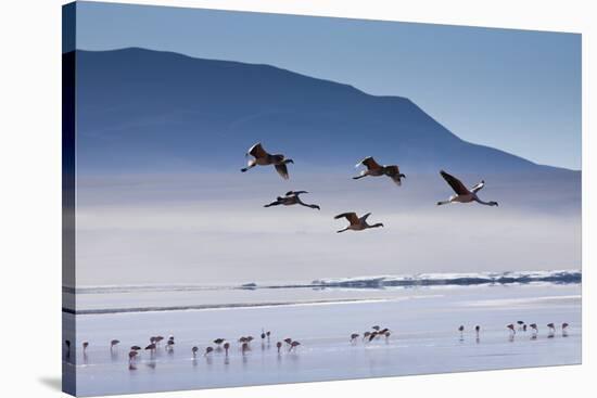 A Flock of Pink Andean Flamingos Take Flight Above Laguna Colorada in Sud Lipez Region of Bolivia-Sergio Ballivian-Stretched Canvas
