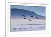 A Flock of Pink Andean Flamingos Take Flight Above Laguna Colorada in Sud Lipez Region of Bolivia-Sergio Ballivian-Framed Photographic Print