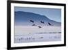 A Flock of Pink Andean Flamingos Take Flight Above Laguna Colorada in Sud Lipez Region of Bolivia-Sergio Ballivian-Framed Photographic Print