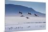 A Flock of Pink Andean Flamingos Take Flight Above Laguna Colorada in Sud Lipez Region of Bolivia-Sergio Ballivian-Mounted Photographic Print