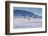 A Flock of Pink Andean Flamingos Take Flight Above Laguna Colorada in Sud Lipez Region of Bolivia-Sergio Ballivian-Framed Photographic Print