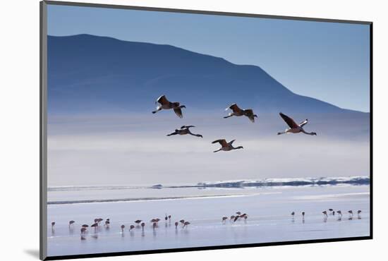 A Flock of Pink Andean Flamingos Take Flight Above Laguna Colorada in Sud Lipez Region of Bolivia-Sergio Ballivian-Mounted Photographic Print