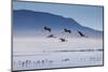 A Flock of Pink Andean Flamingos Take Flight Above Laguna Colorada in Sud Lipez Region of Bolivia-Sergio Ballivian-Mounted Photographic Print