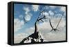 A Flock of Pteranodons Flying on a Sunny Cretaceous Day-null-Framed Stretched Canvas