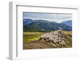 A Flock of Sheep in the Pastures of Mount Padrio, Orobie Alps, Valtellina, Lombardy, Italy, Europe-Roberto Moiola-Framed Photographic Print