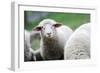 A Flock of Sheep-null-Framed Photo