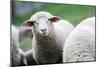 A Flock of Sheep-null-Mounted Photo