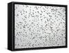 A Flock of Starlings (Sturnus Vulgaris) Dots the Sky Over Downtown Milan-null-Framed Stretched Canvas