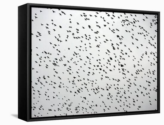 A Flock of Starlings (Sturnus Vulgaris) Dots the Sky Over Downtown Milan-null-Framed Stretched Canvas