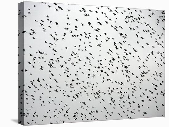 A Flock of Starlings (Sturnus Vulgaris) Dots the Sky Over Downtown Milan-null-Stretched Canvas