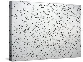 A Flock of Starlings (Sturnus Vulgaris) Dots the Sky Over Downtown Milan-null-Stretched Canvas