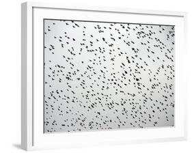 A Flock of Starlings (Sturnus Vulgaris) Dots the Sky Over Downtown Milan-null-Framed Photographic Print