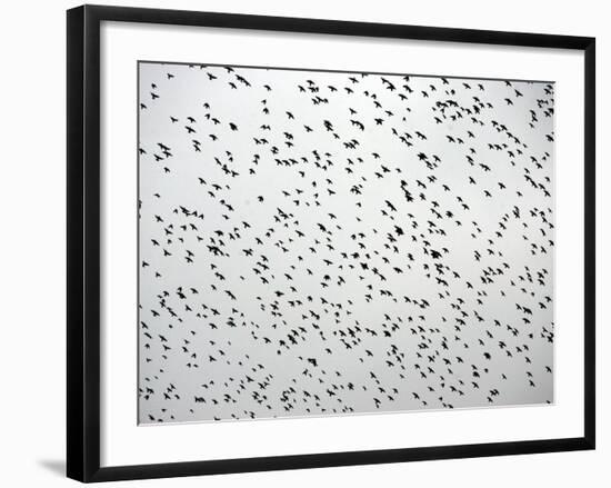 A Flock of Starlings (Sturnus Vulgaris) Dots the Sky Over Downtown Milan-null-Framed Photographic Print