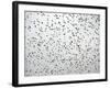 A Flock of Starlings (Sturnus Vulgaris) Dots the Sky Over Downtown Milan-null-Framed Photographic Print