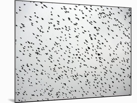 A Flock of Starlings (Sturnus Vulgaris) Dots the Sky Over Downtown Milan-null-Mounted Photographic Print