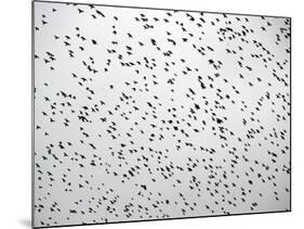 A Flock of Starlings (Sturnus Vulgaris) Dots the Sky Over Downtown Milan-null-Mounted Photographic Print