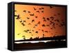 A Flock of Waterfowl-null-Framed Stretched Canvas