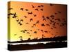 A Flock of Waterfowl-null-Stretched Canvas