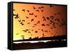 A Flock of Waterfowl-null-Framed Stretched Canvas