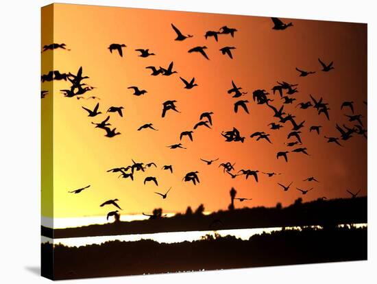 A Flock of Waterfowl-null-Stretched Canvas