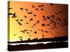 A Flock of Waterfowl-null-Stretched Canvas