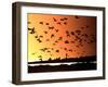 A Flock of Waterfowl-null-Framed Photographic Print