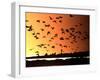 A Flock of Waterfowl-null-Framed Photographic Print