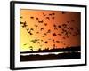 A Flock of Waterfowl-null-Framed Photographic Print