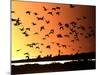 A Flock of Waterfowl-null-Mounted Photographic Print