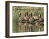 A flock of white-faced whistling ducks (Dendrocygna viduata), Zambezi River-Michael Nolan-Framed Photographic Print