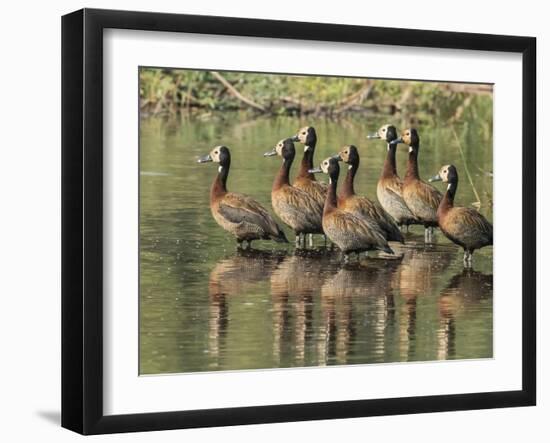 A flock of white-faced whistling ducks (Dendrocygna viduata), Zambezi River-Michael Nolan-Framed Photographic Print