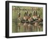 A flock of white-faced whistling ducks (Dendrocygna viduata), Zambezi River-Michael Nolan-Framed Photographic Print