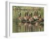 A flock of white-faced whistling ducks (Dendrocygna viduata), Zambezi River-Michael Nolan-Framed Photographic Print
