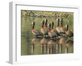 A flock of white-faced whistling ducks (Dendrocygna viduata), Zambezi River-Michael Nolan-Framed Photographic Print