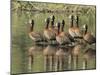 A flock of white-faced whistling ducks (Dendrocygna viduata), Zambezi River-Michael Nolan-Mounted Photographic Print