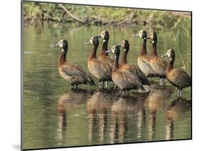 A flock of white-faced whistling ducks (Dendrocygna viduata), Zambezi River-Michael Nolan-Mounted Photographic Print