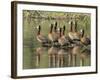 A flock of white-faced whistling ducks (Dendrocygna viduata), Zambezi River-Michael Nolan-Framed Photographic Print