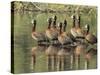 A flock of white-faced whistling ducks (Dendrocygna viduata), Zambezi River-Michael Nolan-Stretched Canvas