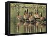 A flock of white-faced whistling ducks (Dendrocygna viduata), Zambezi River-Michael Nolan-Framed Stretched Canvas