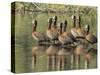 A flock of white-faced whistling ducks (Dendrocygna viduata), Zambezi River-Michael Nolan-Stretched Canvas