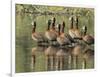 A flock of white-faced whistling ducks (Dendrocygna viduata), Zambezi River-Michael Nolan-Framed Photographic Print