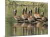 A flock of white-faced whistling ducks (Dendrocygna viduata), Zambezi River-Michael Nolan-Mounted Photographic Print