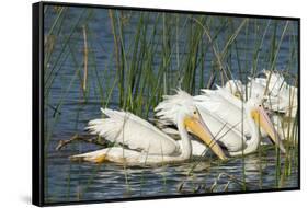 A Flock of White Pelicans in Line Feeding, Viera Wetlands, Florida-Maresa Pryor-Framed Stretched Canvas