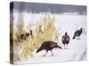 A Flock of Wild Turkey Pick Over a Corn Field in Williston, Vermont, Wednesday, March 5, 2003-Alden Pellett-Stretched Canvas