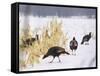 A Flock of Wild Turkey Pick Over a Corn Field in Williston, Vermont, Wednesday, March 5, 2003-Alden Pellett-Framed Stretched Canvas